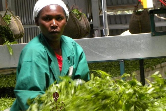 Day Tour To Kiambethu Tea Farm in Limuru - Walking Through the Indigenous Forest