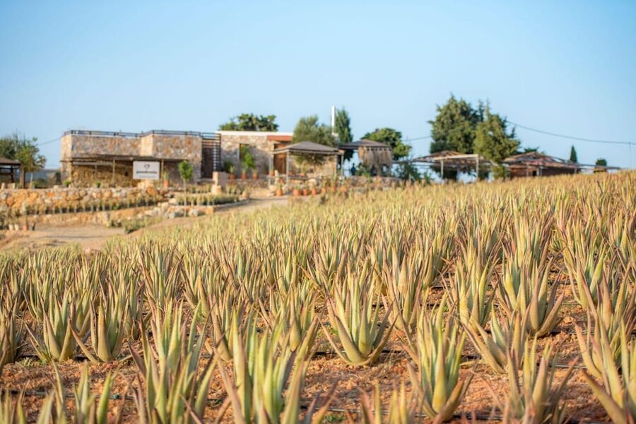 Discover Aloe: A Farm Walk & Workshop - Key points to know before you book