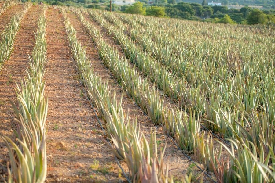 Discover Aloe: A Farm Walk & Workshop - A working Aloe Vera farm in Puli Village