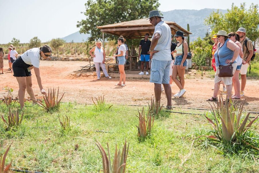 Discover Aloe: A Farm Walk & Workshop - Making a personal blend with local ingredients