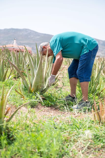 Discover Aloe: A Farm Walk & Workshop - Practical booking advice for Puli Village
