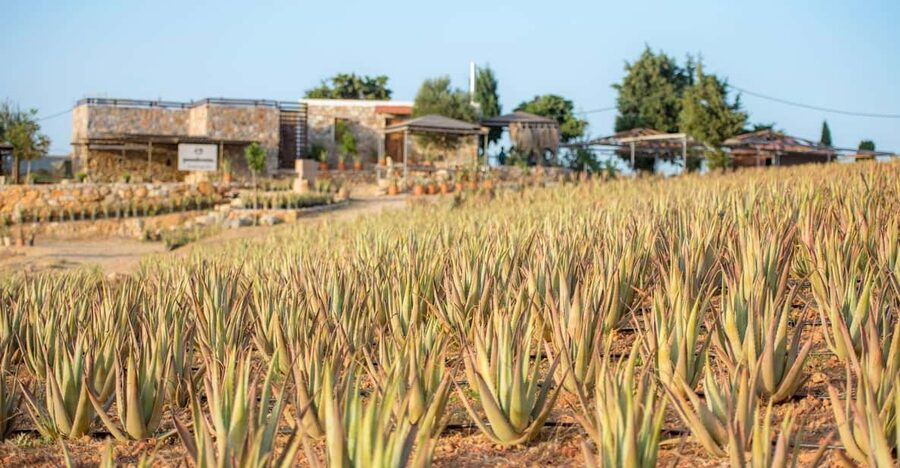 Discover Aloe: A Farm Walk & Workshop - What you learn from the Aloe Vera walk
