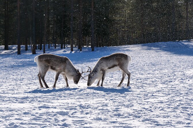 Discover Inari: Reindeer Farm, Siida Museum & Open Fire Lunch - Starting at Siida Museum and Nature Center