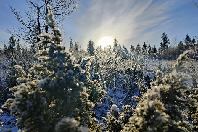 Discover Inari: Reindeer Farm, Siida Museum & Open Fire Lunch - Lunch beside the fire and river