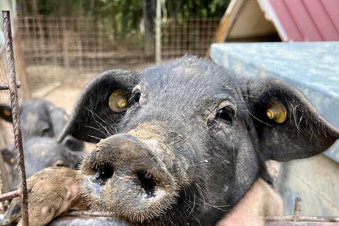 Discover Montepulciano: Cinta Senese Pigs, Lunch & wine in a Farm - Walking Through Vineyards and Olive Groves
