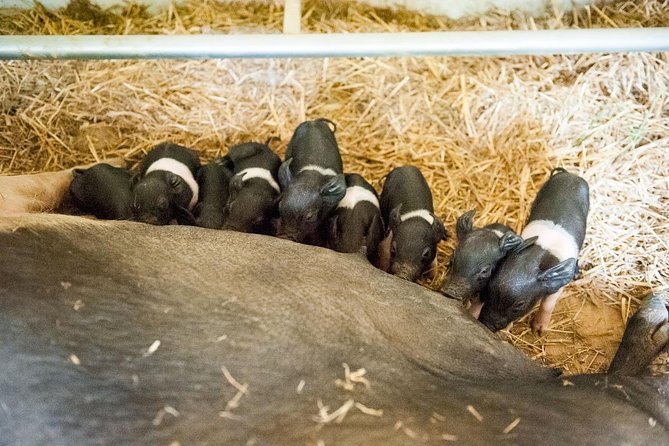 Discover Montepulciano: Cinta Senese Pigs, Lunch & wine in a Farm - Is $70.81 a Fair Price?