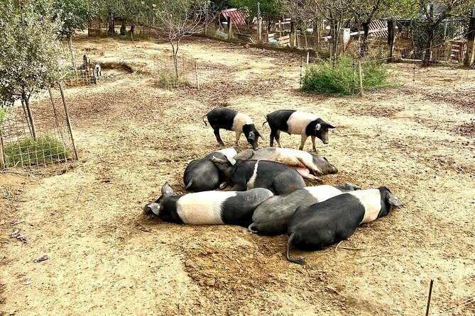 Discover Montepulciano: Cinta Senese Pigs, Lunch & wine in a Farm - Who Will Enjoy This Farm Visit?