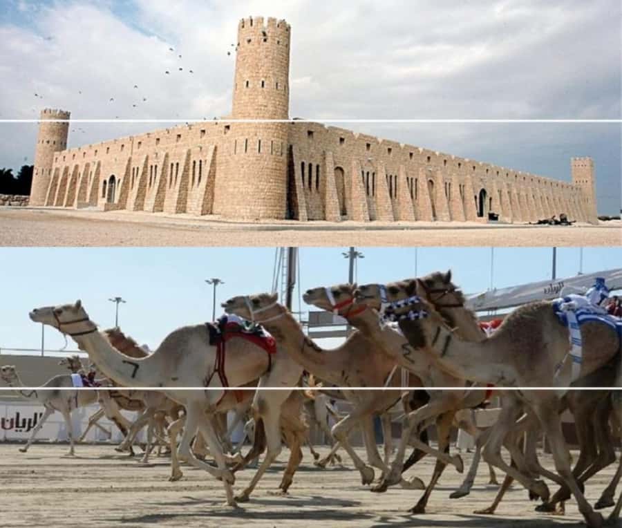 Doha Camel Racing Track: Oryx Farm & Sheikh Faisal Museum. - Al Shahaniya Camel Racing Track: a working tradition