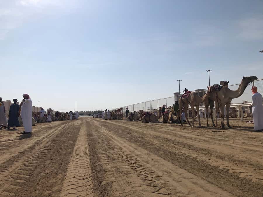 Doha Camel Racing Track: Oryx Farm & Sheikh Faisal Museum. - Leaving Doha through Qatar’s modern west