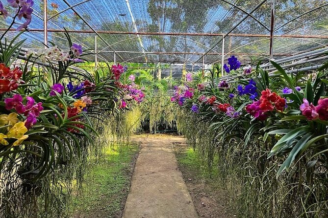Doi Suthep Temple, Pha Lat Temple, Sticky Waterfall, Orchid farm - What the $78 price covers