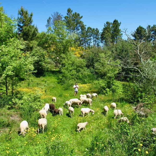 Douro Valley: Traditional Cooking Class, Farm Tour and Lunch - Walking the Farm and Gathering Ingredients