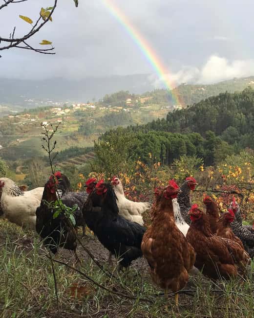 Douro Valley: Traditional Cooking Class, Farm Tour and Lunch - Lunch Around the Family Table