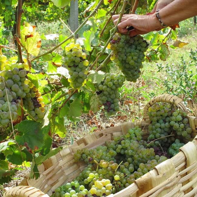 Douro Valley: Traditional Cooking Class, Farm Tour and Lunch - The Story of Recovery at Quinta de Louredo