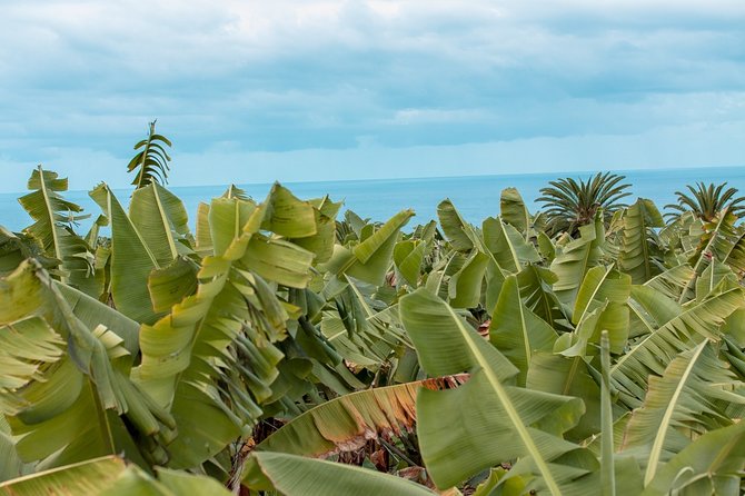 Eco banana farm Tour - Key points to know before you go