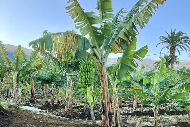 Eco banana farm Tour - The 45 to 55 minute walk through the finca