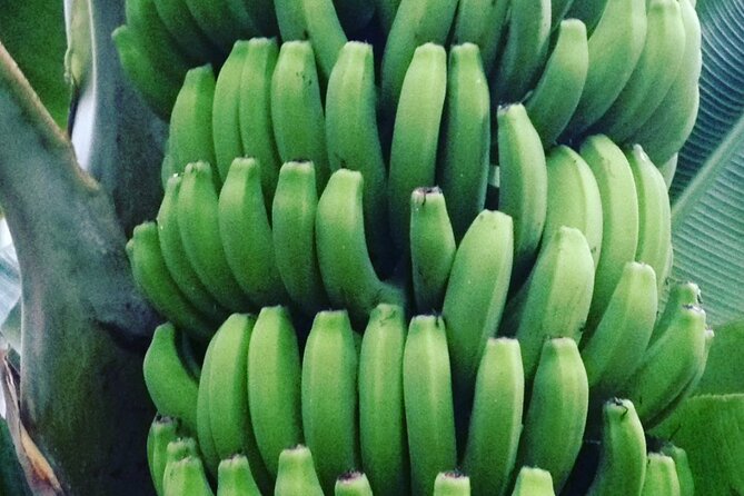 Eco banana farm Tour - Views, weather, flies, and what to wear
