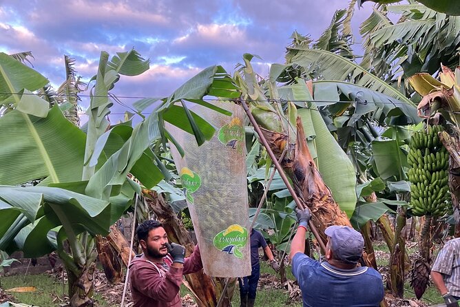 Eco banana farm Tour - Getting there and planning your visit