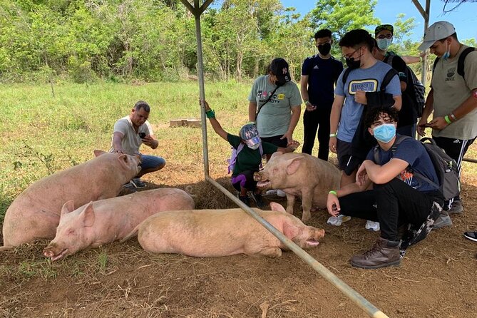 Eco Friendly Farming Tour to Explore Dorado's Most Beautiful Farm - The real conditions of a tropical farm