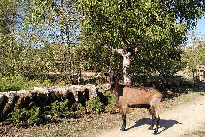 Ecotourism: Organic Farm & Animal Tour near Serra da Estrela - The farm platter: cheese, olive oil, olives, and homemade jams