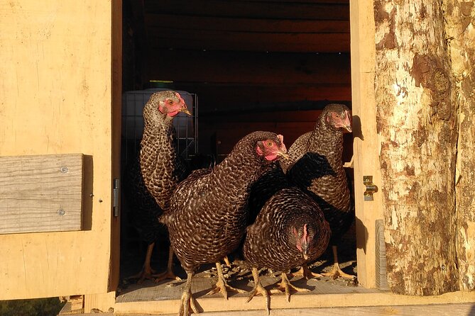 Ecotourism: Organic Farm & Animal Tour near Serra da Estrela - What you learn about self-sufficiency
