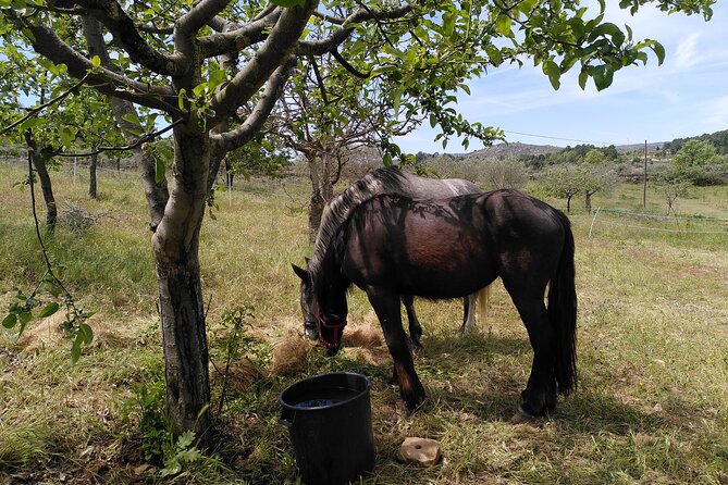 Ecotourism: Organic Farm & Animal Tour near Serra da Estrela - How the 2.5-hour format works for you