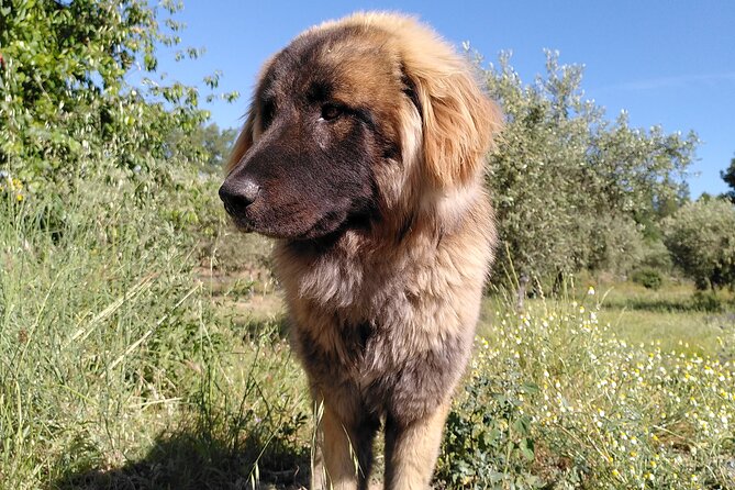 Ecotourism: Organic Farm & Animal Tour near Serra da Estrela - Who should book this farm visit?