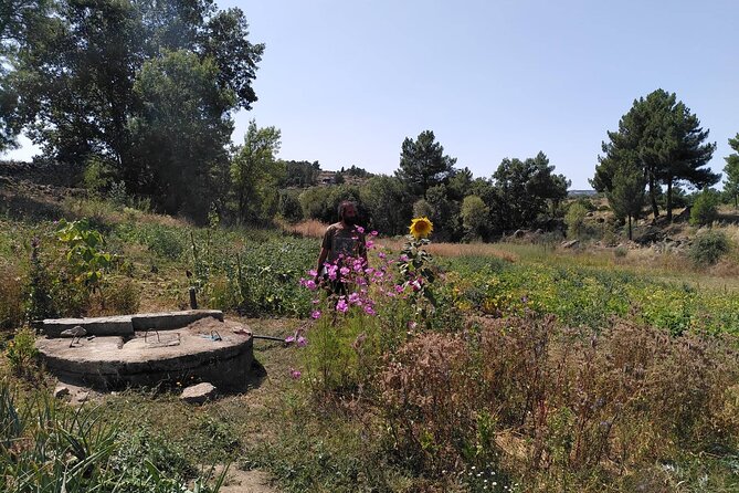 Ecotourism: Organic Farm & Animal Tour near Serra da Estrela - Ancient olive trees, grapevines, and seasonal fruit