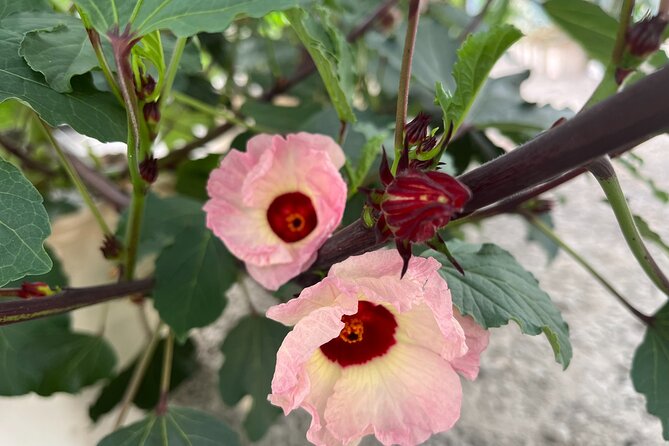 Edible Hibiscus Guided Farm Tour (Big Island) - A small farm with a surprisingly broad menu