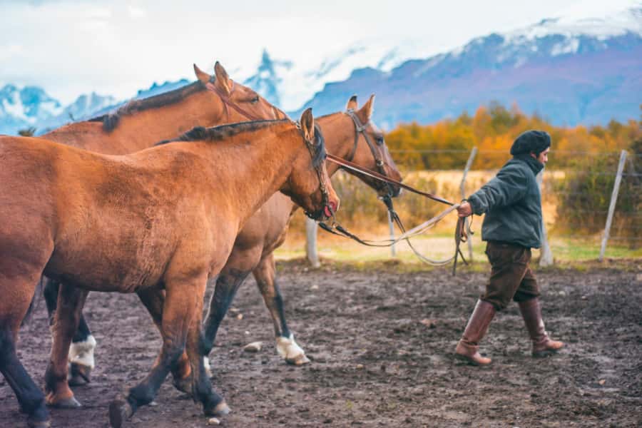 El Calafate: Nibepo Aike Ranch with Horseback Riding - Key points to know before you book