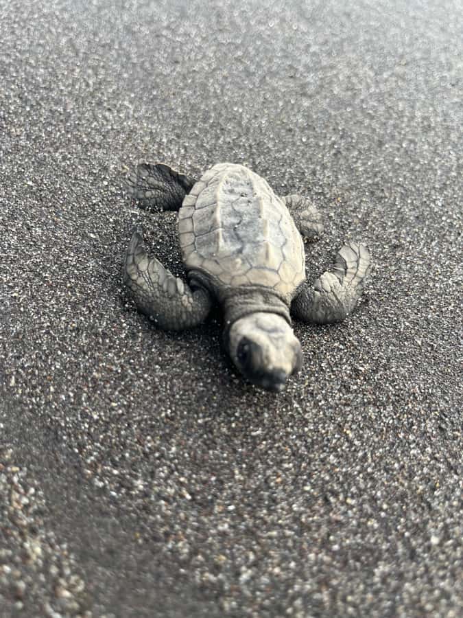 El Paredón: Sea Turtle and Salt Farm Tour - The 25-minute river ride