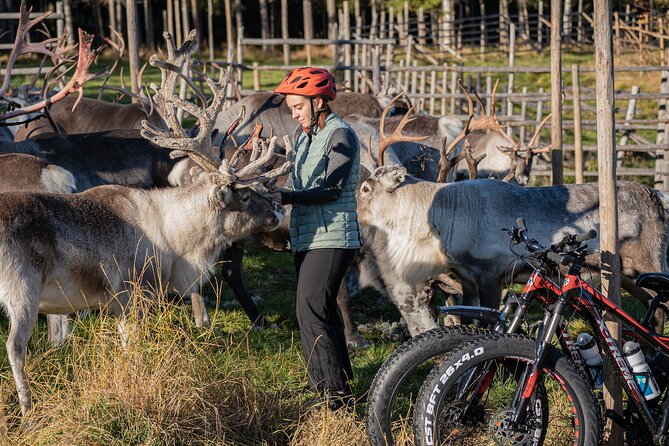 Electric Fatbike Trip to the Reindeer Farm - Meeting the reindeer at the farm