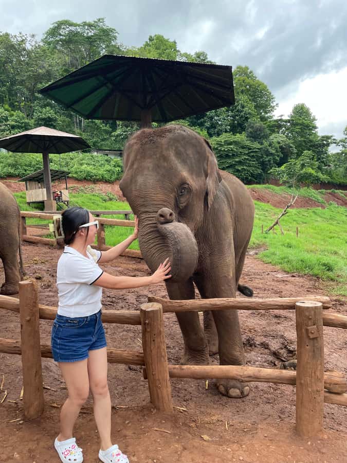 Elefin Farm & Cafe Half-day tour with Private Car - The appeal of a private elephant outing from Chiang Mai