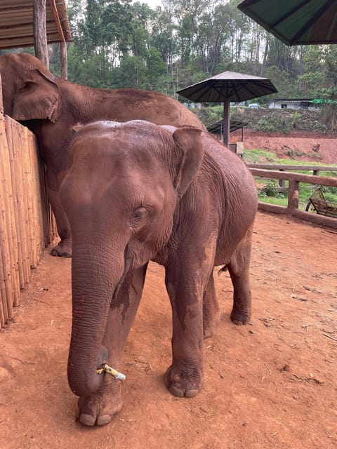 Elefin Farm & Cafe Half-day tour with Private Car - Wat Phrathat Doi Kham adds a temple visit