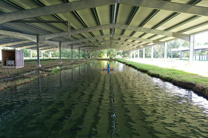 English Tour into the Sturgeon Farm With a Initiation Tasting - A close look at the caviar-making visit