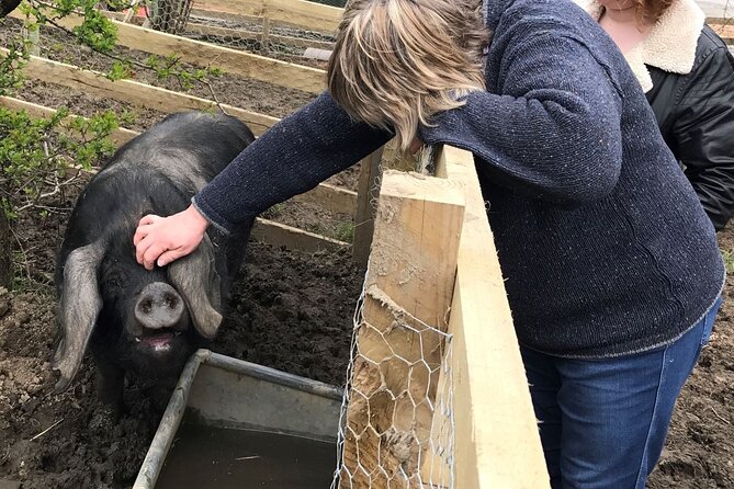 Errichel Farm Tour - Meeting the pigs, sheep, ponies, and birds