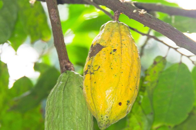Escape Accra City to Aburi Gardens and Tetteh Quarshie Cocoa Farms - Leaving Accra for Aburi’s hill country
