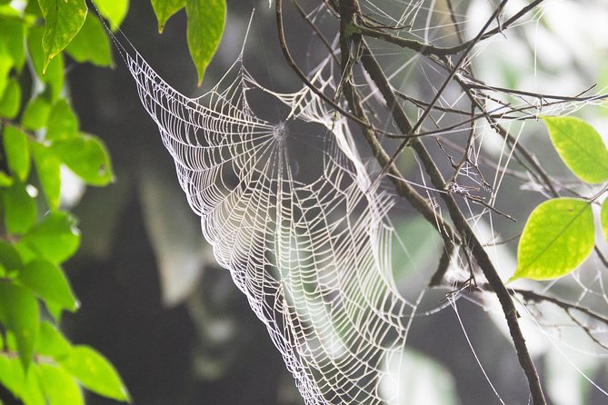 Escape Accra City to Aburi Gardens and Tetteh Quarshie Cocoa Farms - Ending at Aburi Crafts Village