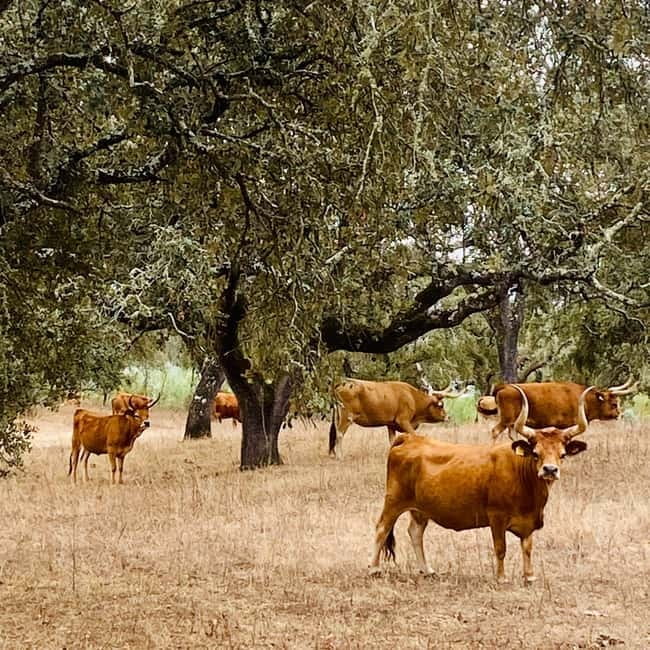 Évora: Cork Factory and Cork Farm Lunch included - Why cork tells the story of Alentejo