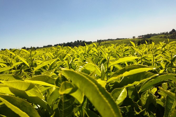 Excursion to Kiambethu Tea Farm - The drive from Nairobi and the value of door-to-door service