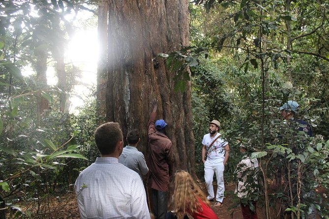 Excursion to Kiambethu Tea Farm - How the day is likely to feel
