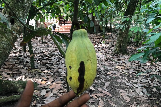 Experience Boti Waterfalls, Aburi Botanical Gardens & Tetteh Quarshie Cocoa Farm - What the $175 price really covers