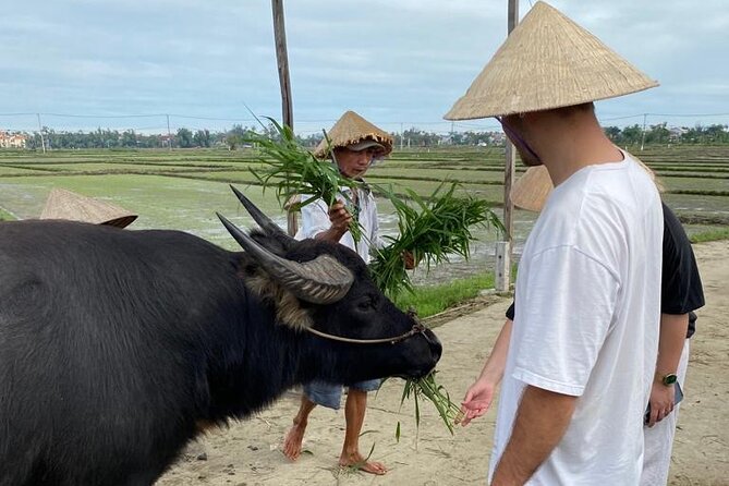 Experience Buffalo Ride and Farmer in Hoi An - Preparing the rice field by hand