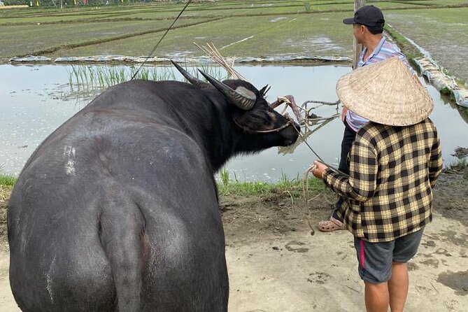 Experience Buffalo Ride and Farmer in Hoi An - Riding and feeding the water buffalo