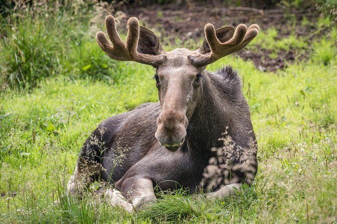 Experience Reindeer Farm and Ranua Wildlife Park in Rovaniemi - Why the reindeer farm is the real start of the day