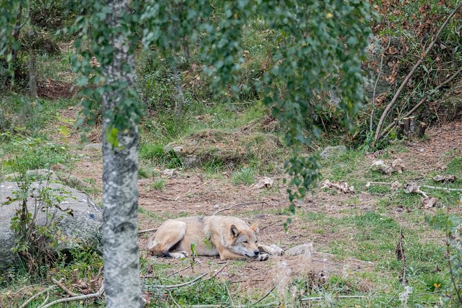 Experience Reindeer Farm and Ranua Wildlife Park in Rovaniemi - The animals you may see at Ranua
