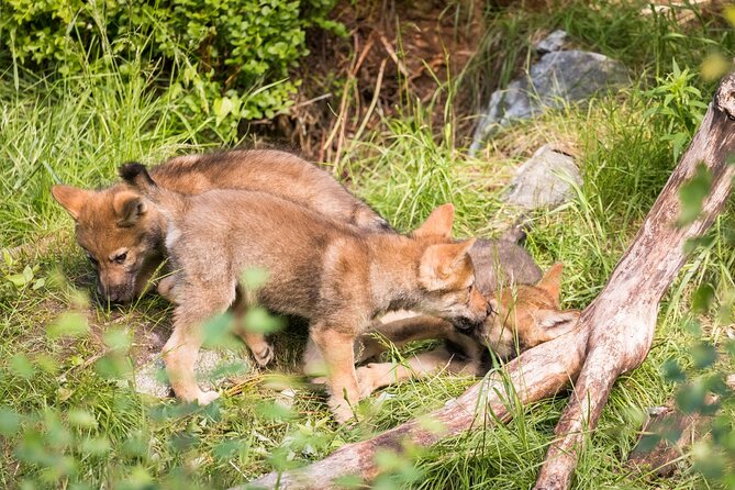Experience Reindeer Farm and Ranua Wildlife Park in Rovaniemi - Is $277.82 a fair price?