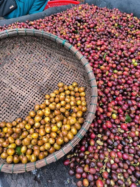 Experience specialty coffee with sustainable coffee farmers - Roasting your own beans