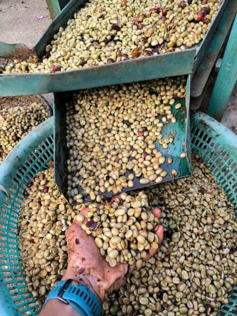 Experience specialty coffee with sustainable coffee farmers - Brewing the Vietnamese phin