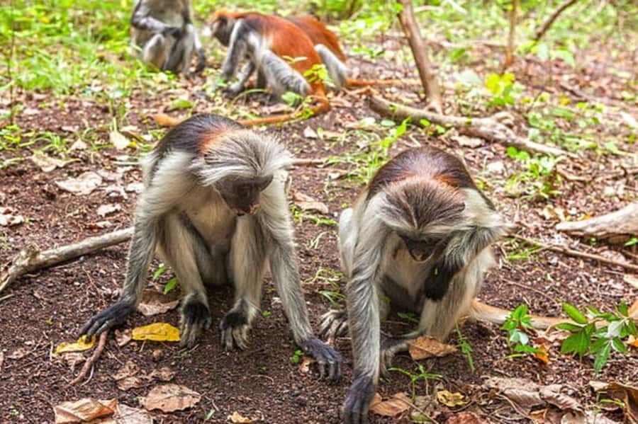 Explore Jozani Forest and Zanzibar Spice Farm - Why this pairing works so well