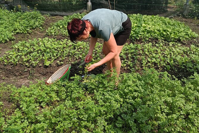 Exploring organic farm & Vietnamese Culinary with Master chef - The morning transfer from Ho Chi Minh City